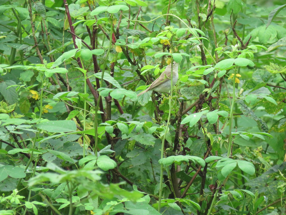 Booted Warbler - ML641480559