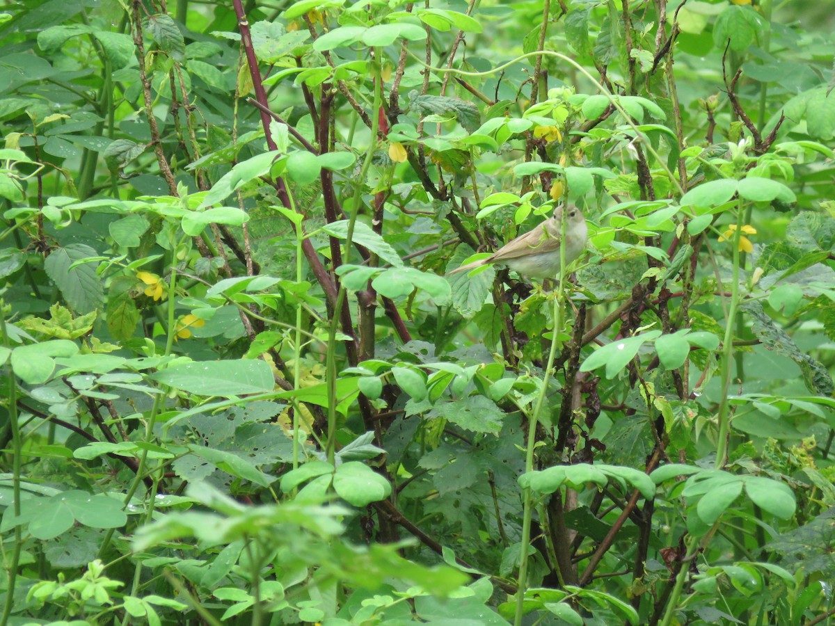 Booted Warbler - ML641480560