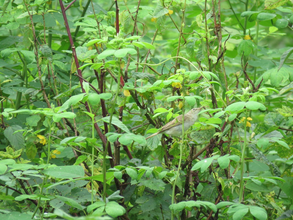 Booted Warbler - ML641480561