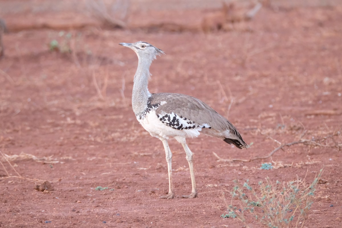 Kori Bustard - ML641480593