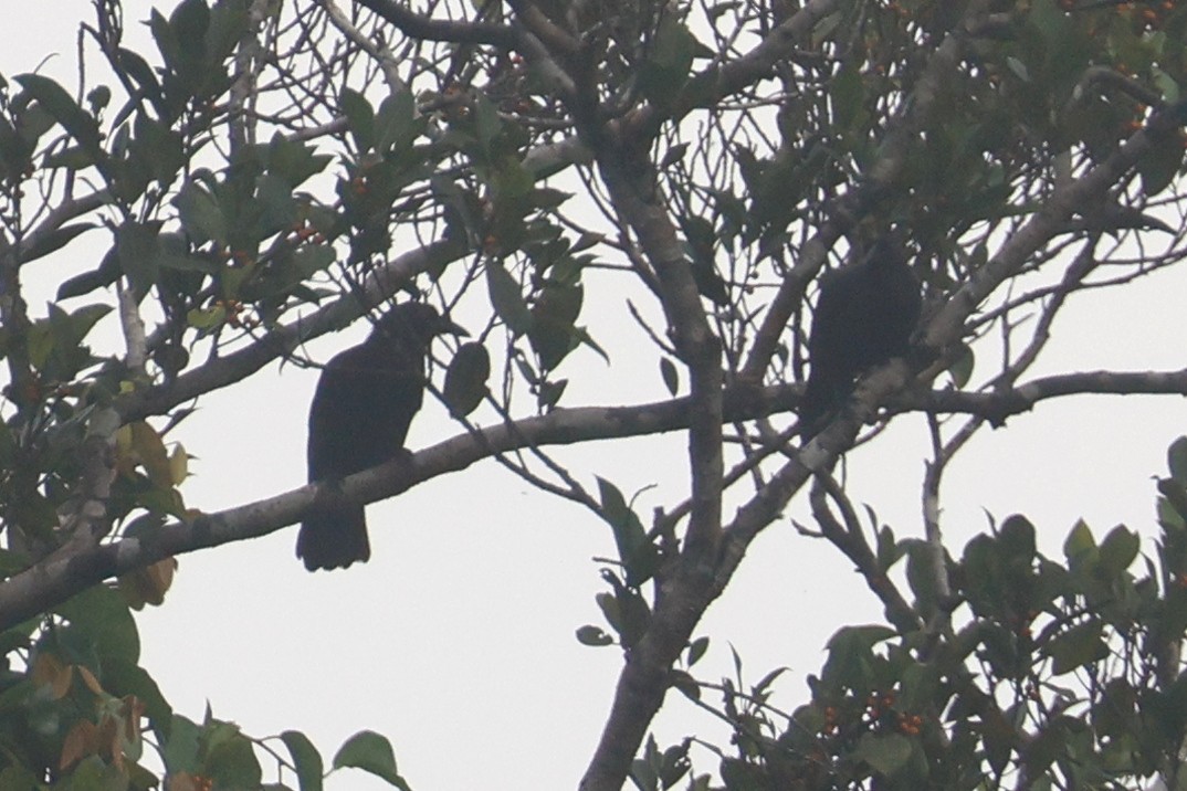 Halmahera Paradise-crow - ML641480599