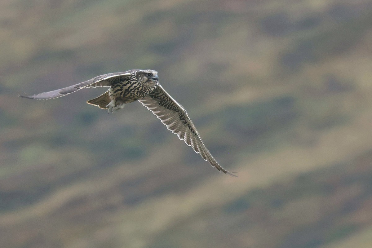 Gyrfalcon - ML641480660