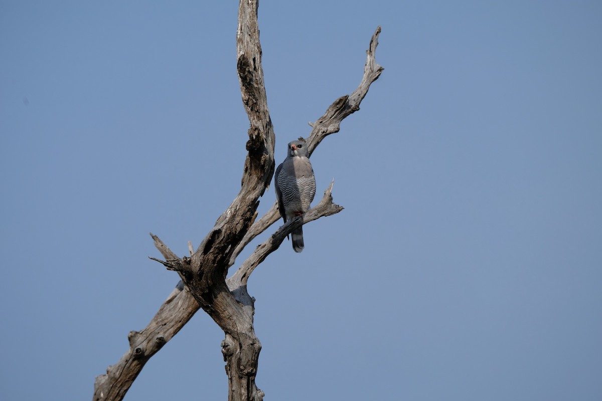 Lizard Buzzard - ML641480666