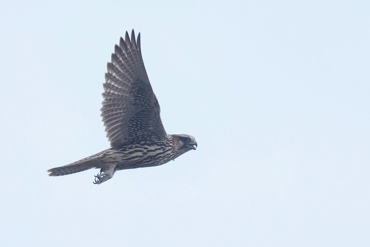 Gyrfalcon - ML641480669