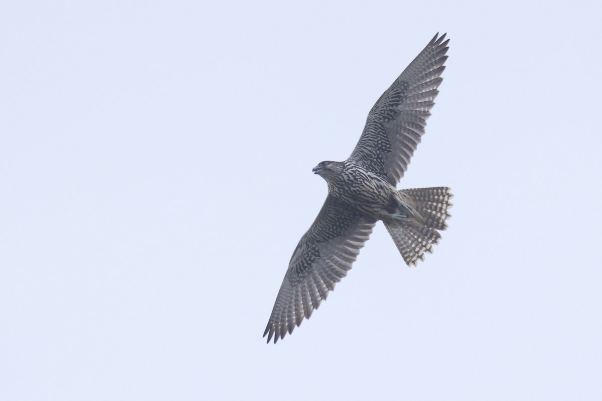 Gyrfalcon - ML641480670