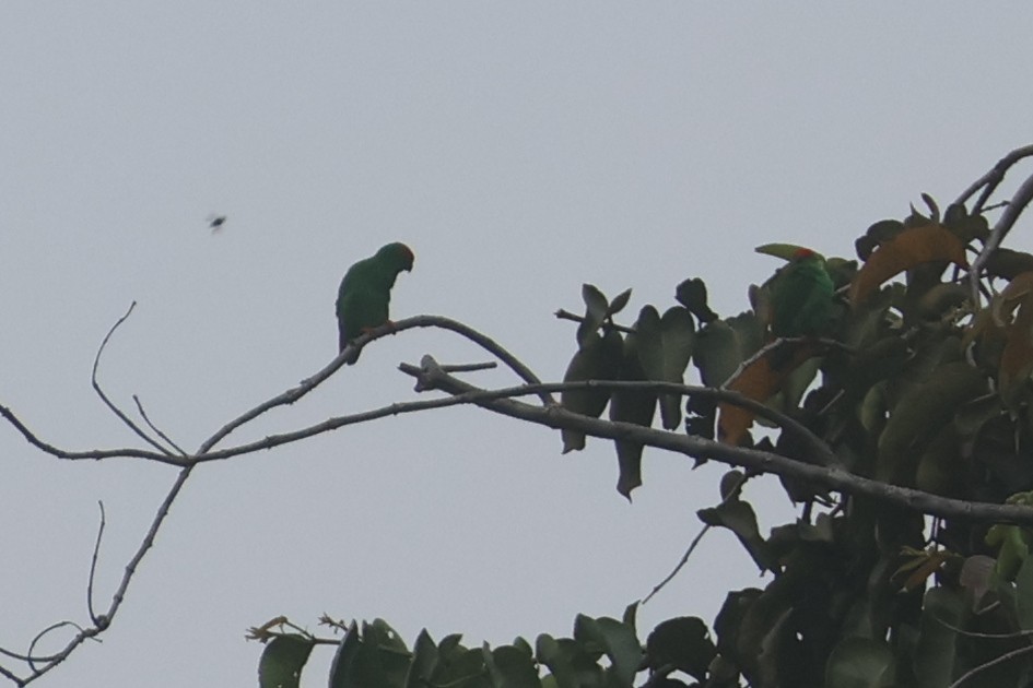 Moluccan Hanging-Parrot - ML641480677