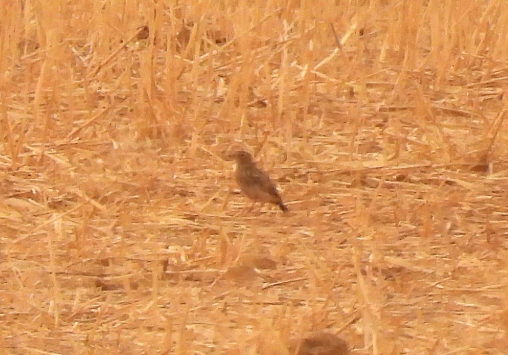 Mediterranean Short-toed Lark - ML641480685