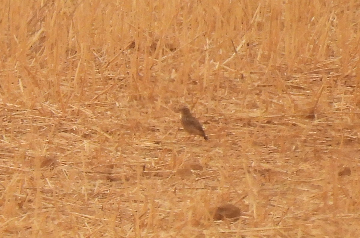 Mediterranean Short-toed Lark - ML641480686
