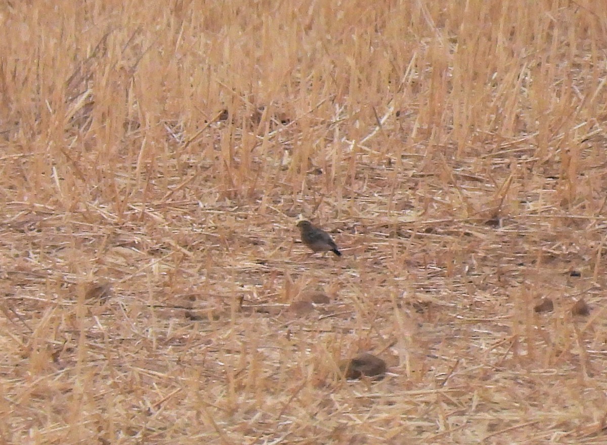 Mediterranean Short-toed Lark - ML641480687
