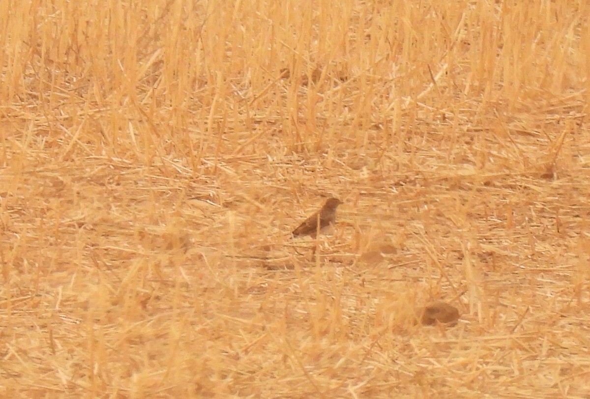 Mediterranean Short-toed Lark - ML641480688