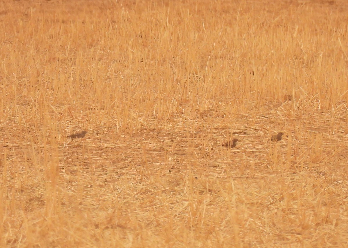 Mediterranean Short-toed Lark - ML641480689