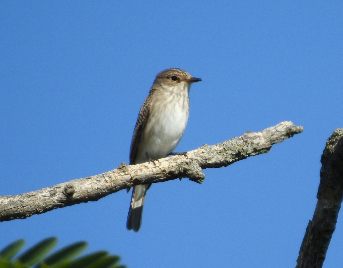 ムナフヒタキ - ML641480690