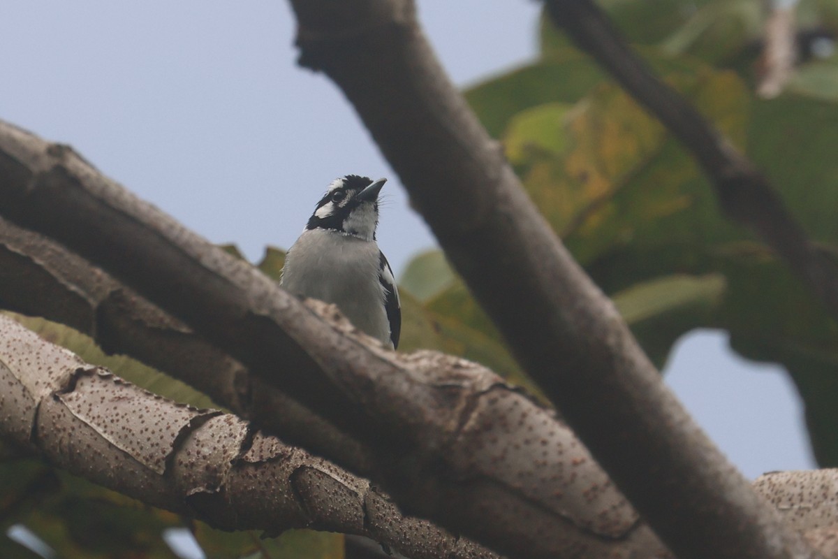 White-naped Monarch - ML641480692