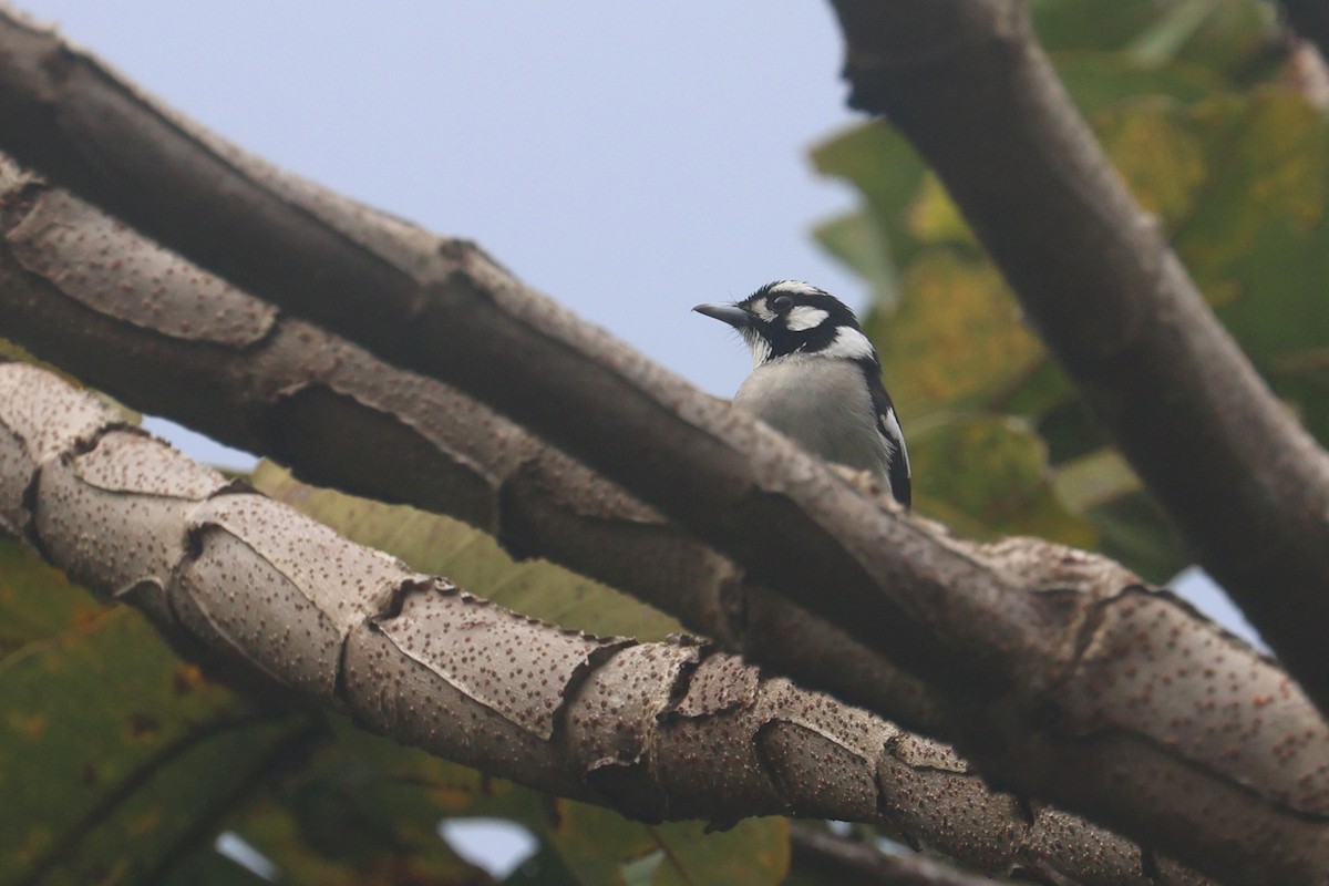 White-naped Monarch - ML641480693