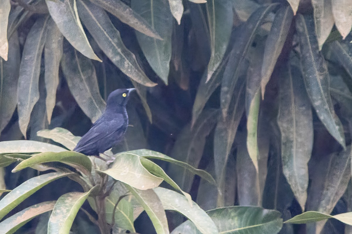 Vieillot's Black Weaver - ML641480697