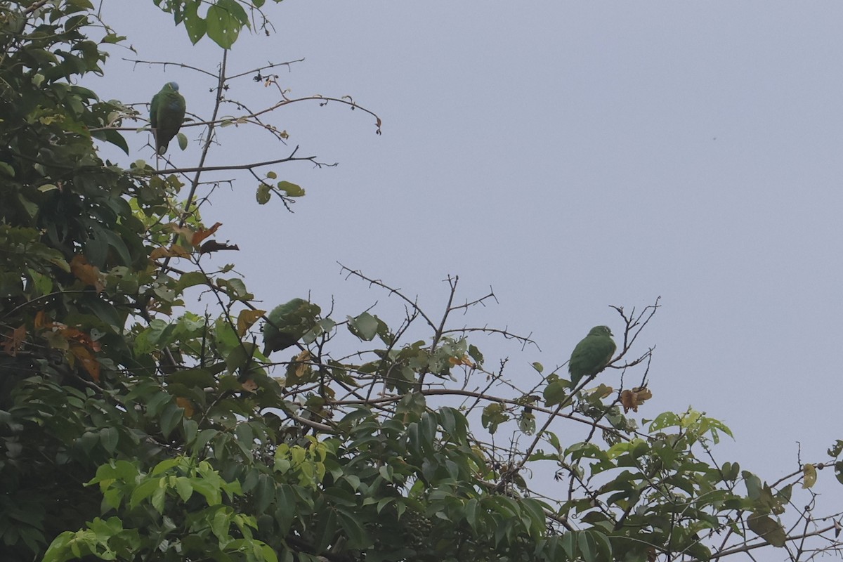 Blue-capped Fruit-Dove - ML641480704