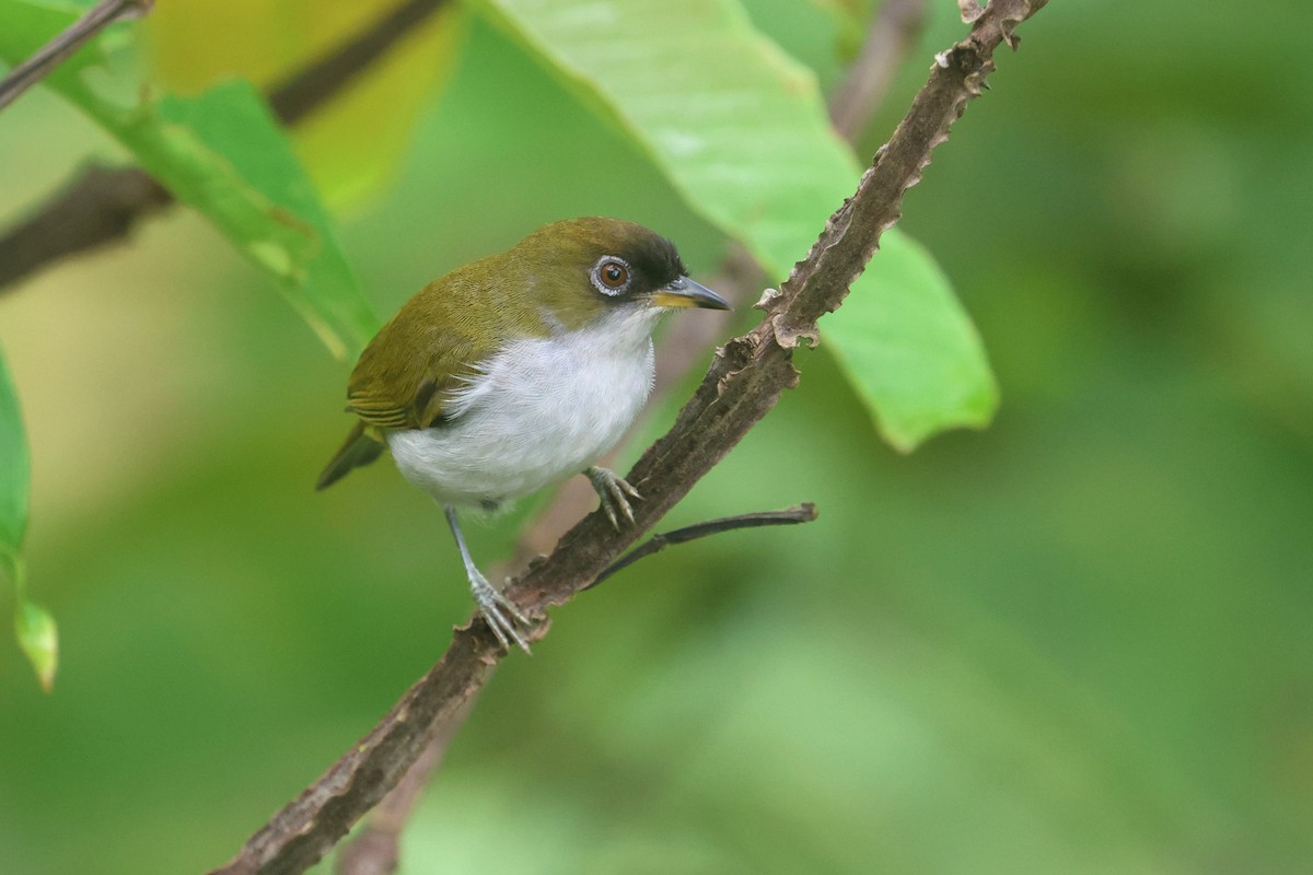 Braunscheitel-Brillenvogel (fuscifrons) - ML641480734