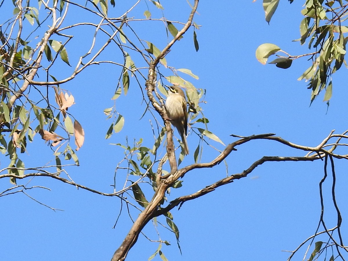 Yellow-faced Honeyeater - ML641480747