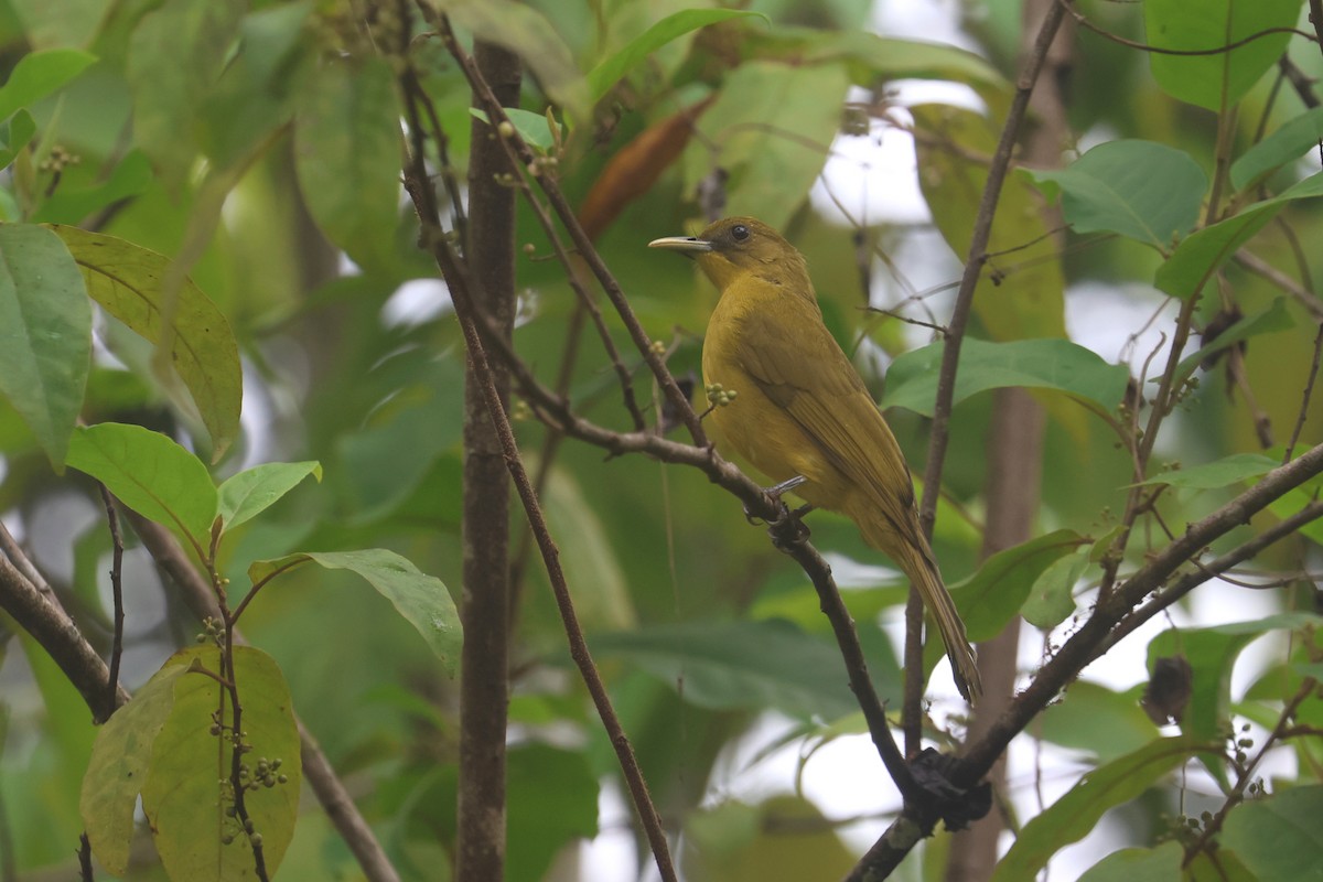 Bulbul d'Halmahera - ML641480762