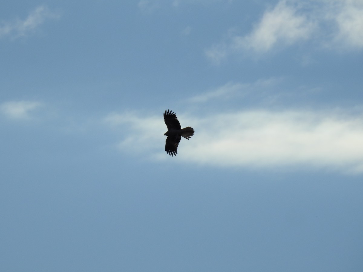 Whistling Kite - ML641480804