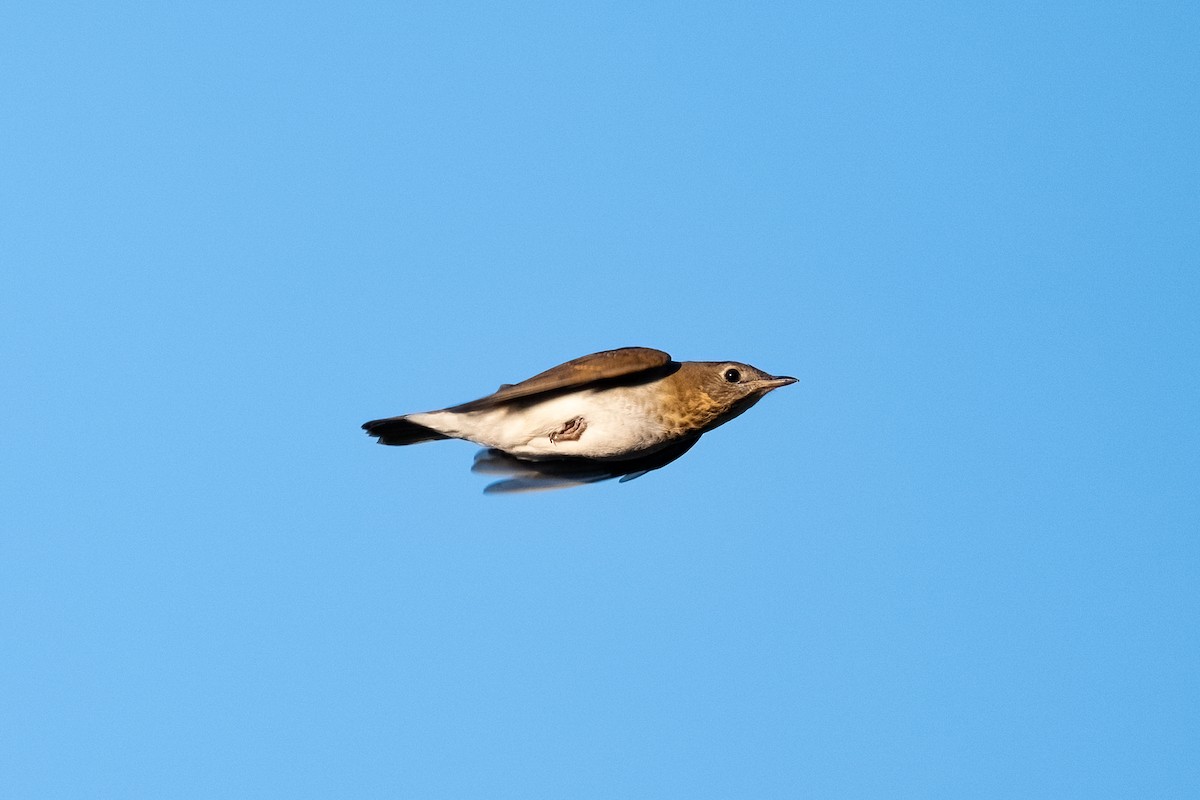 Weidenmusendrossel - ML641480808