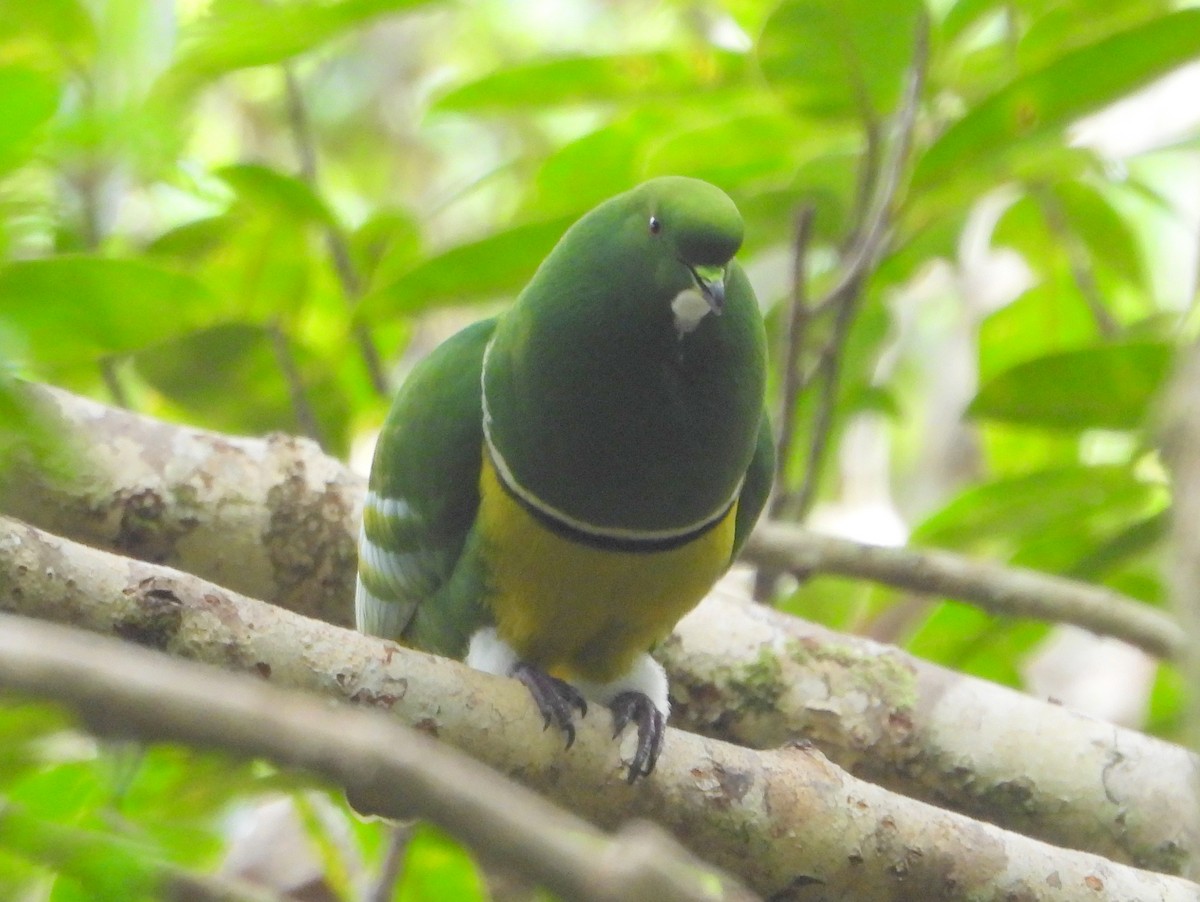 カマバネキヌバト - ML641480810