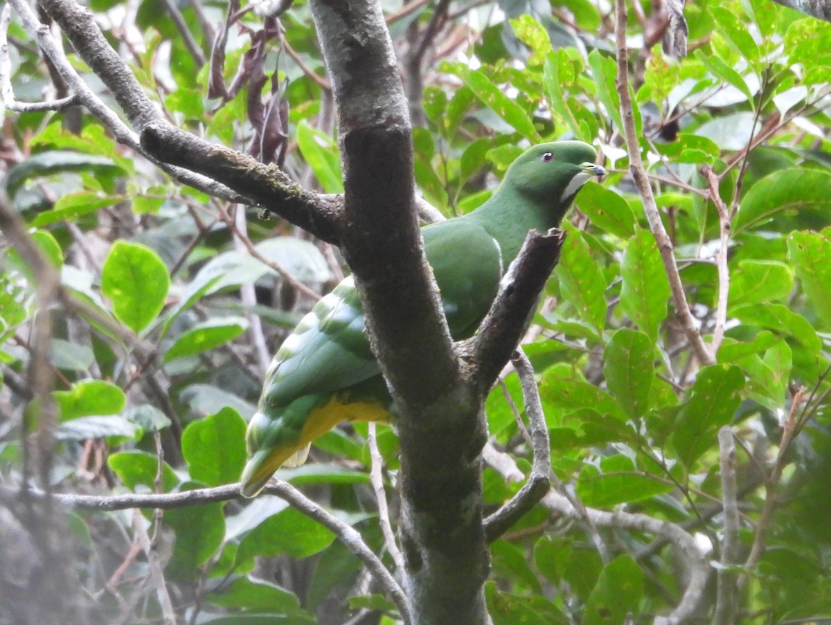 カマバネキヌバト - ML641480812