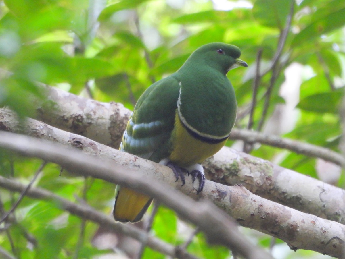 カマバネキヌバト - ML641480813