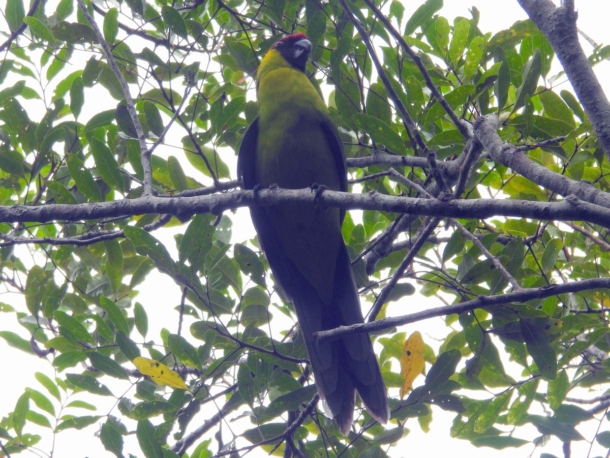 Horned Parakeet - ML641480826
