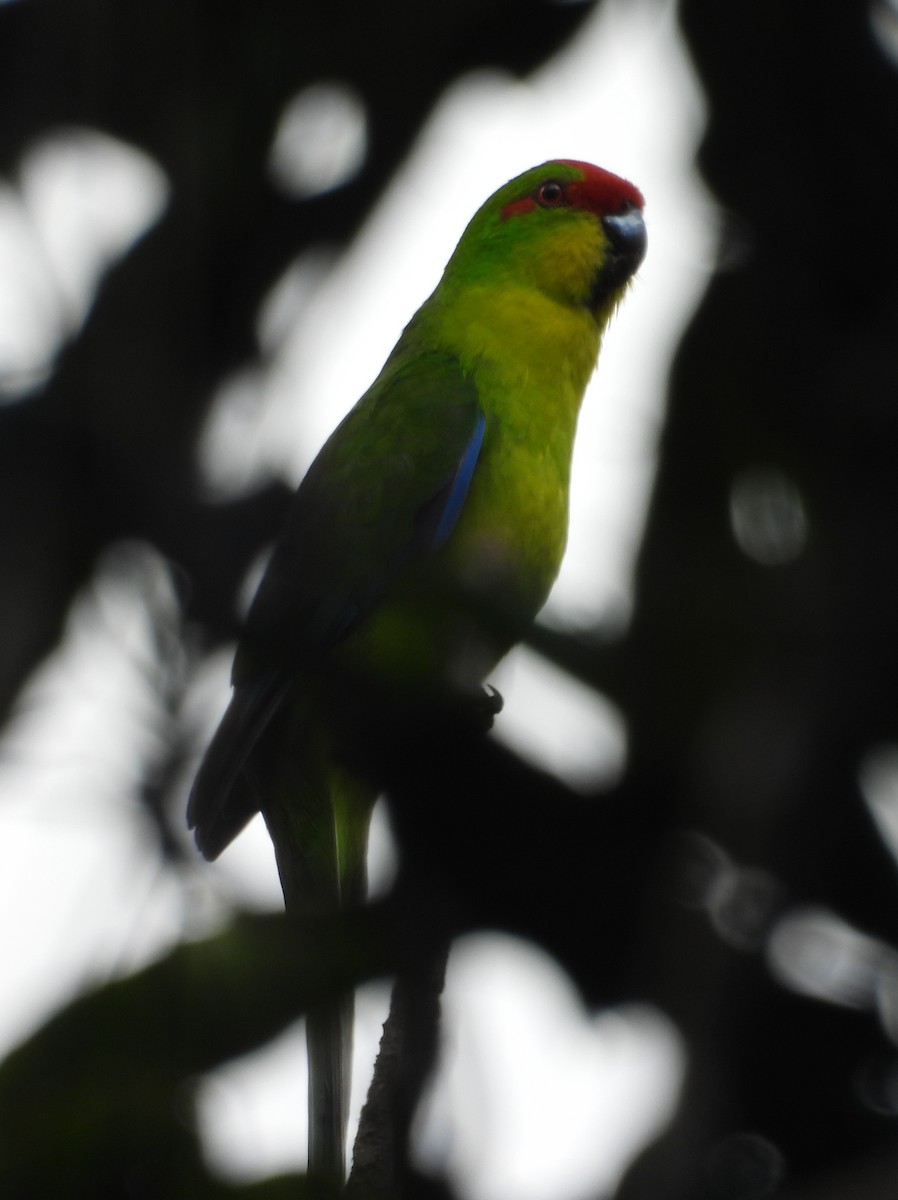 New Caledonian Parakeet - ML641480831