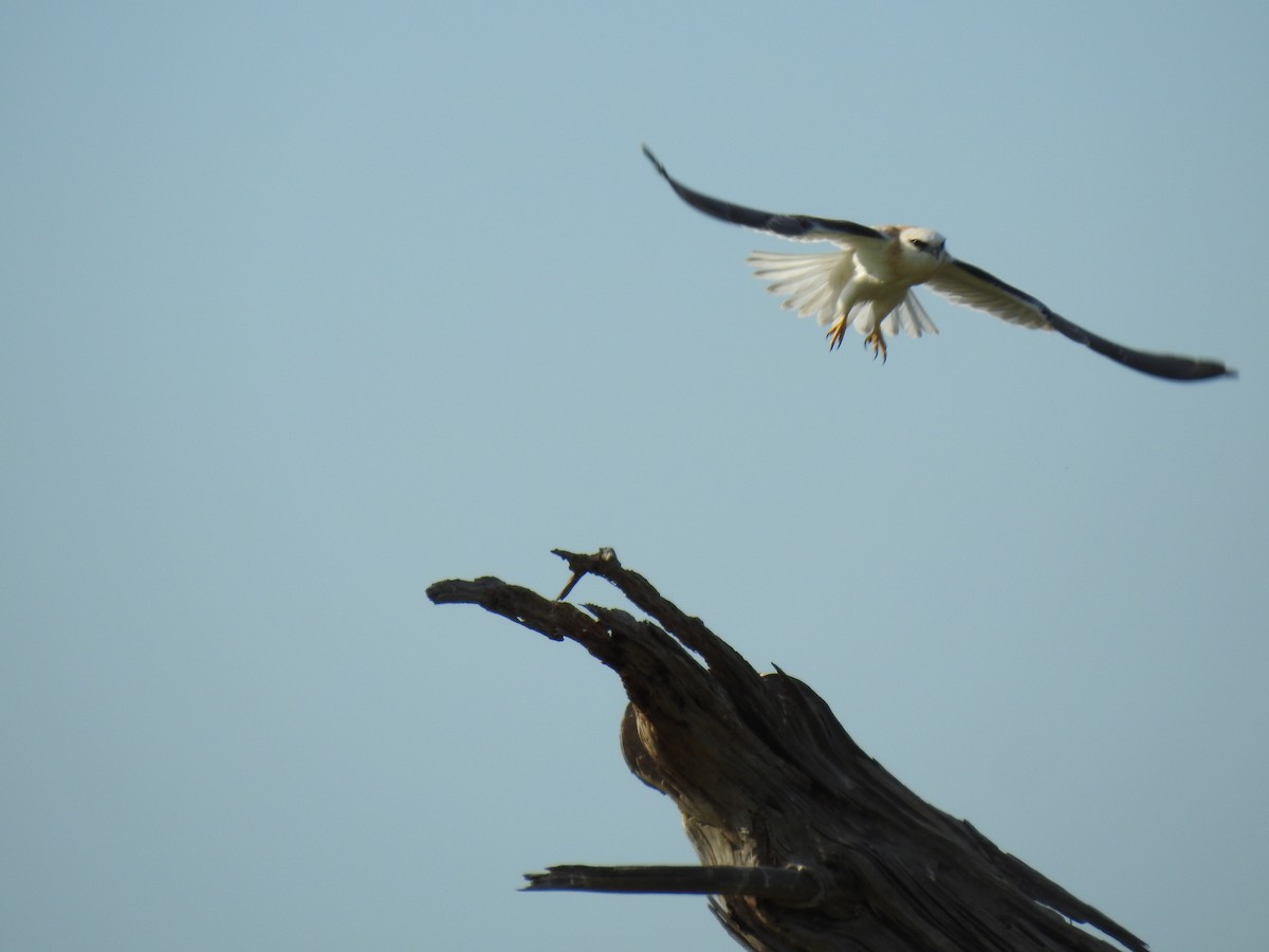 Black-shouldered Kite - ML641480846
