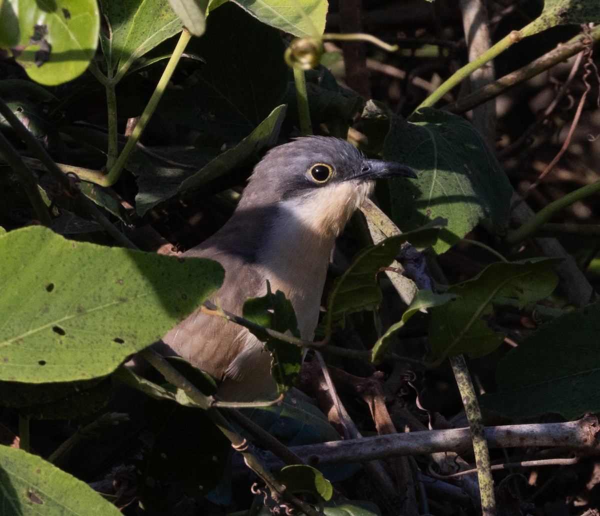 Dark-billed Cuckoo - ML641480849