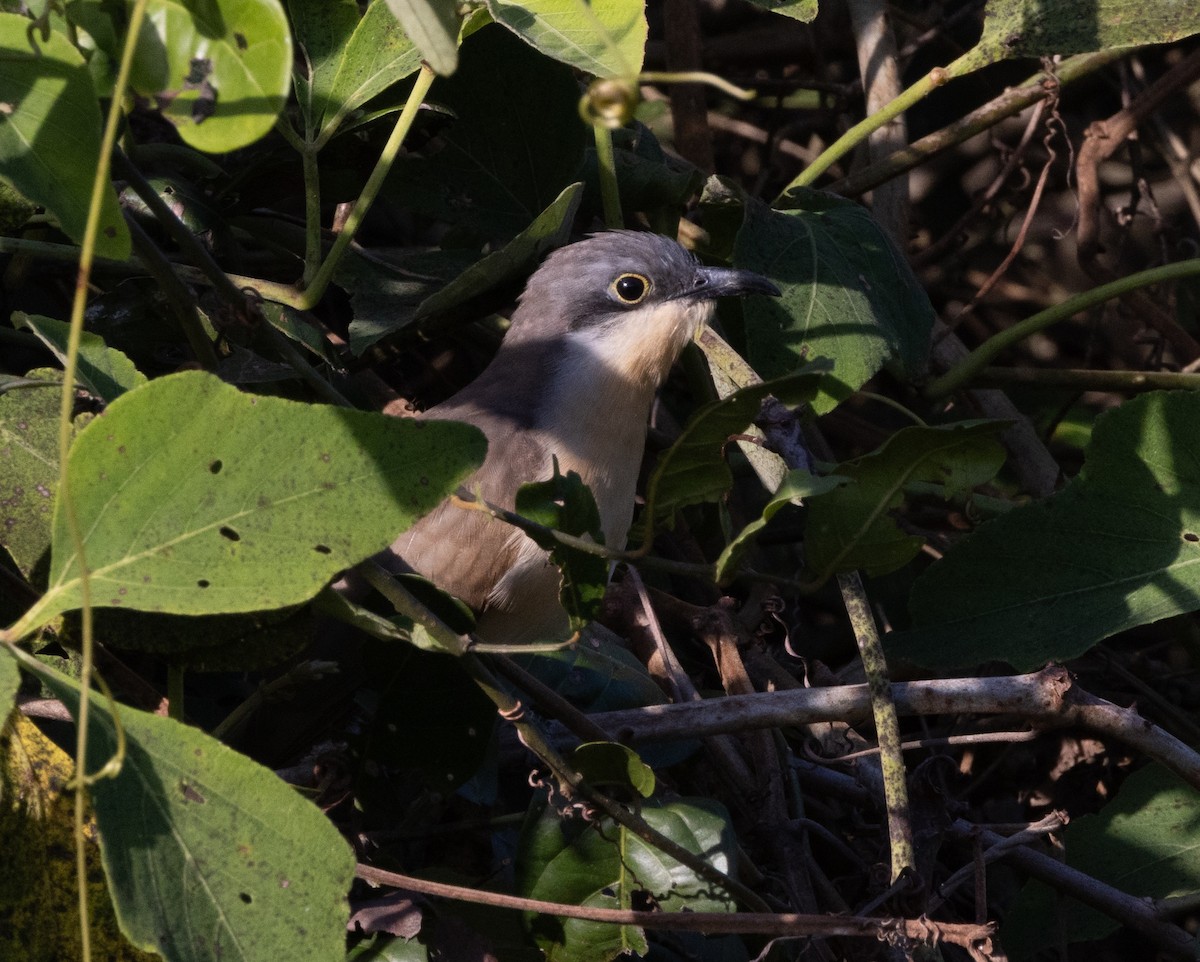 Dark-billed Cuckoo - ML641480850