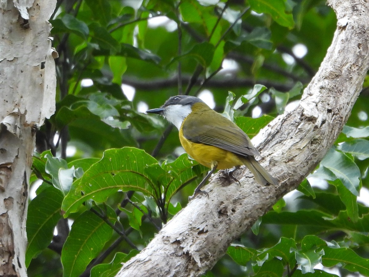 New Caledonian Whistler - ML641480880