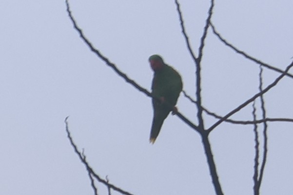 Red-flanked Lorikeet - ML641480898