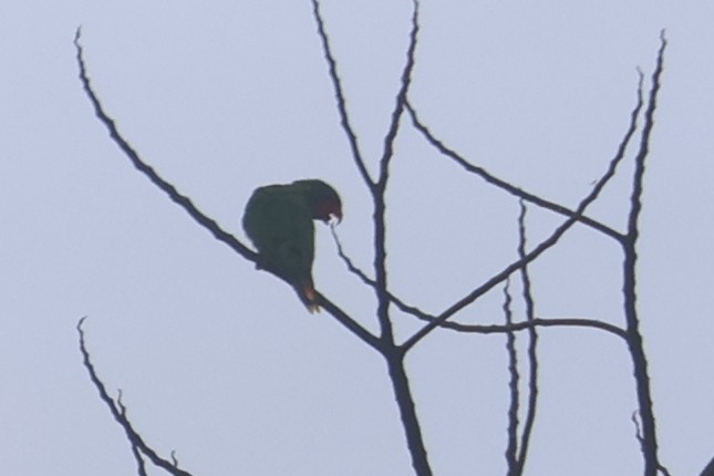 Red-flanked Lorikeet - ML641480899