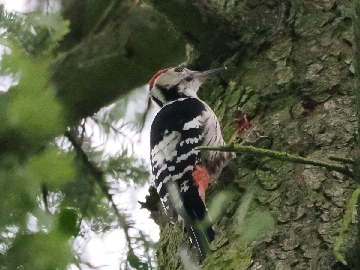 White-backed Woodpecker - ML641480907