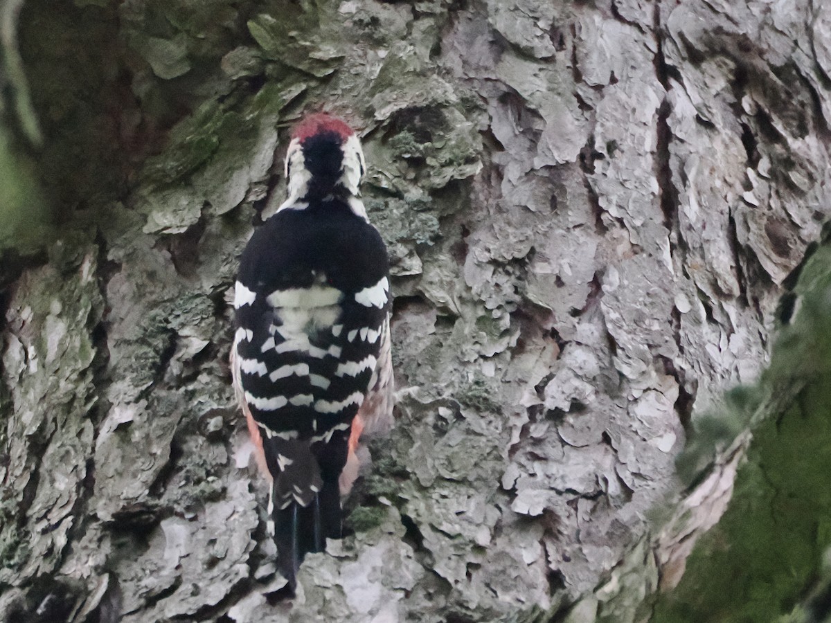 White-backed Woodpecker - ML641480908