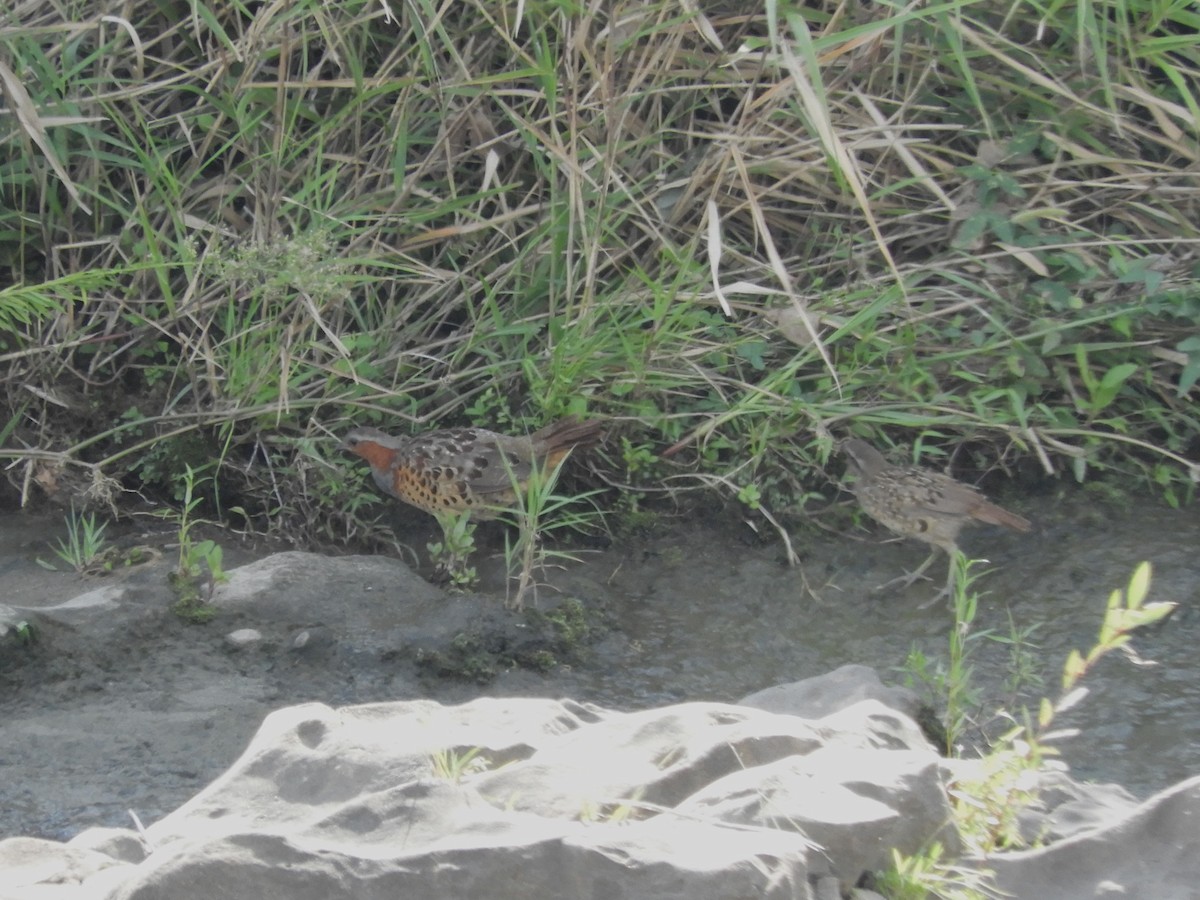 Chinese Bamboo-Partridge - ML641480955
