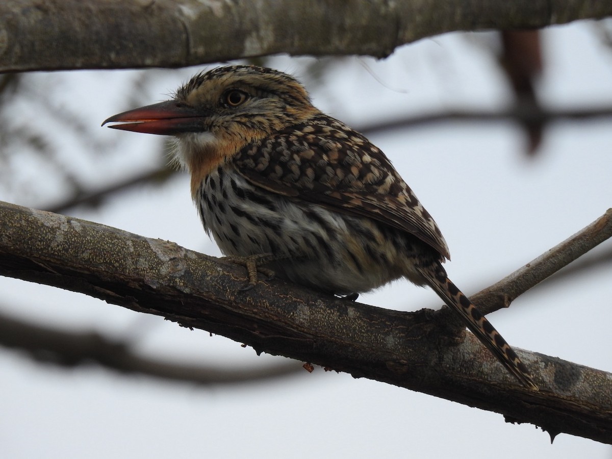 Spot-backed Puffbird - ML641480956