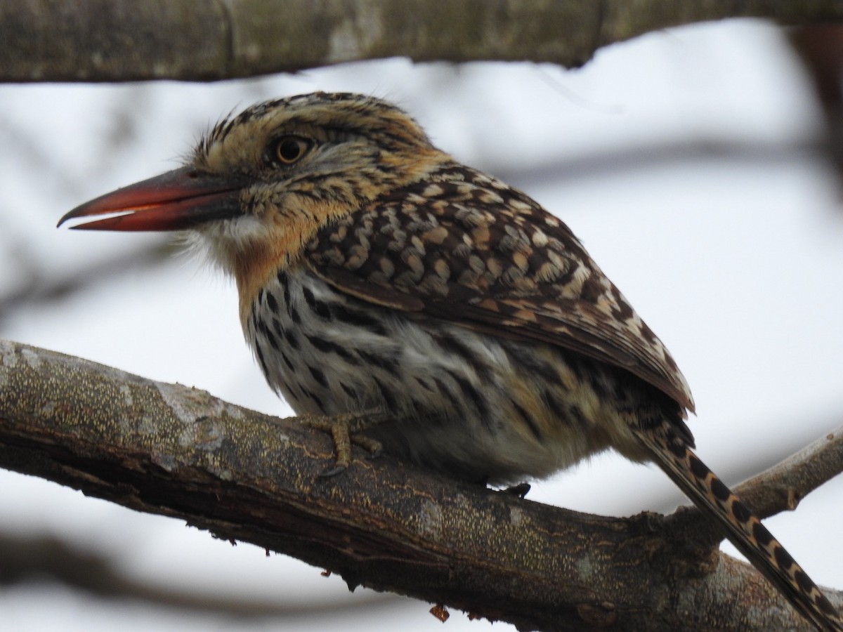 Spot-backed Puffbird - ML641480957
