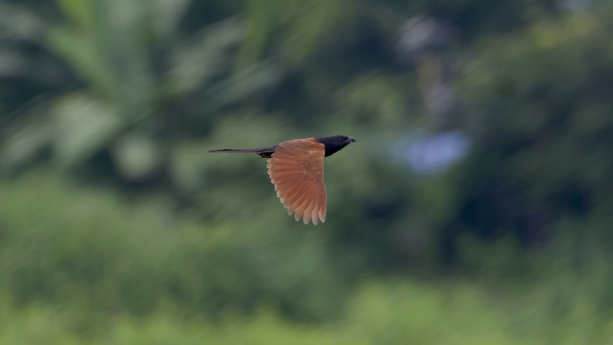 bengalsporegjøk - ML641480965
