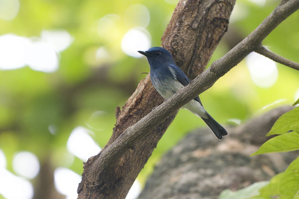 Hainan Blue Flycatcher - ML641480975
