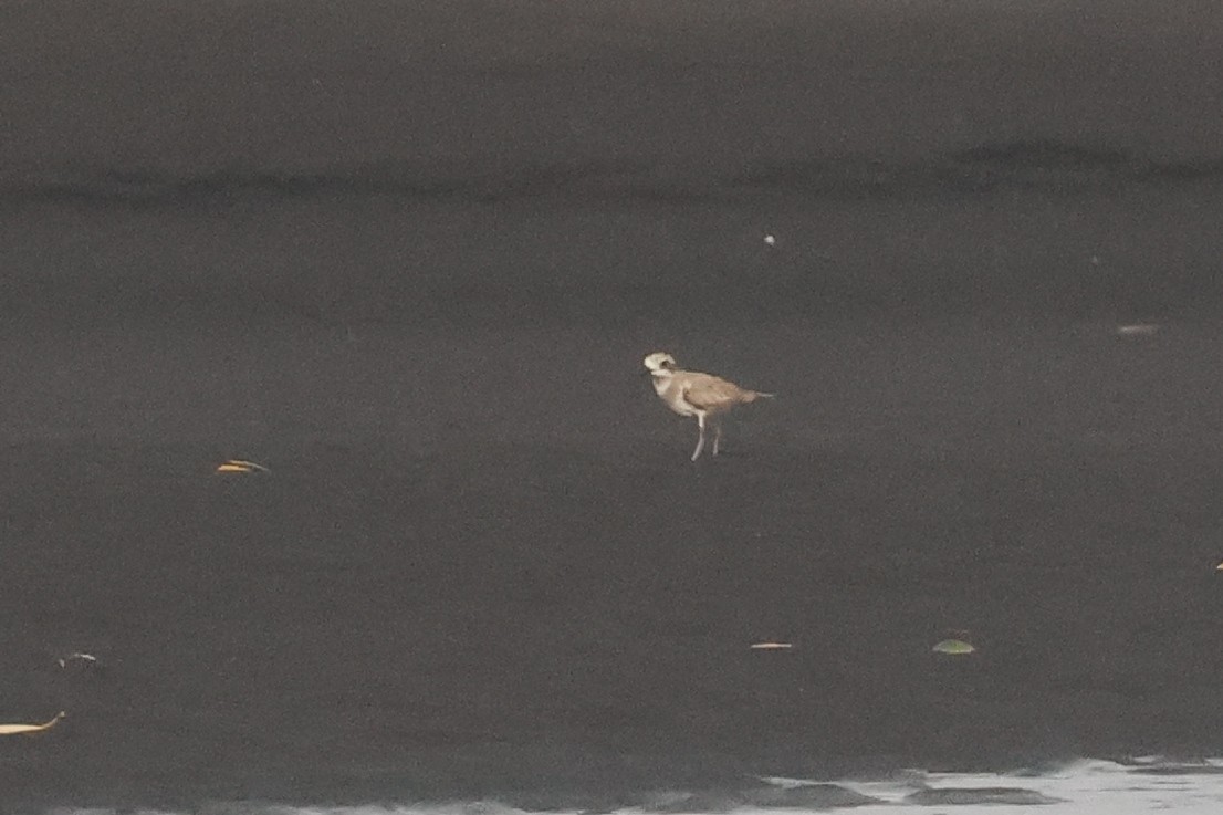 Greater Sand-Plover - ML641480999