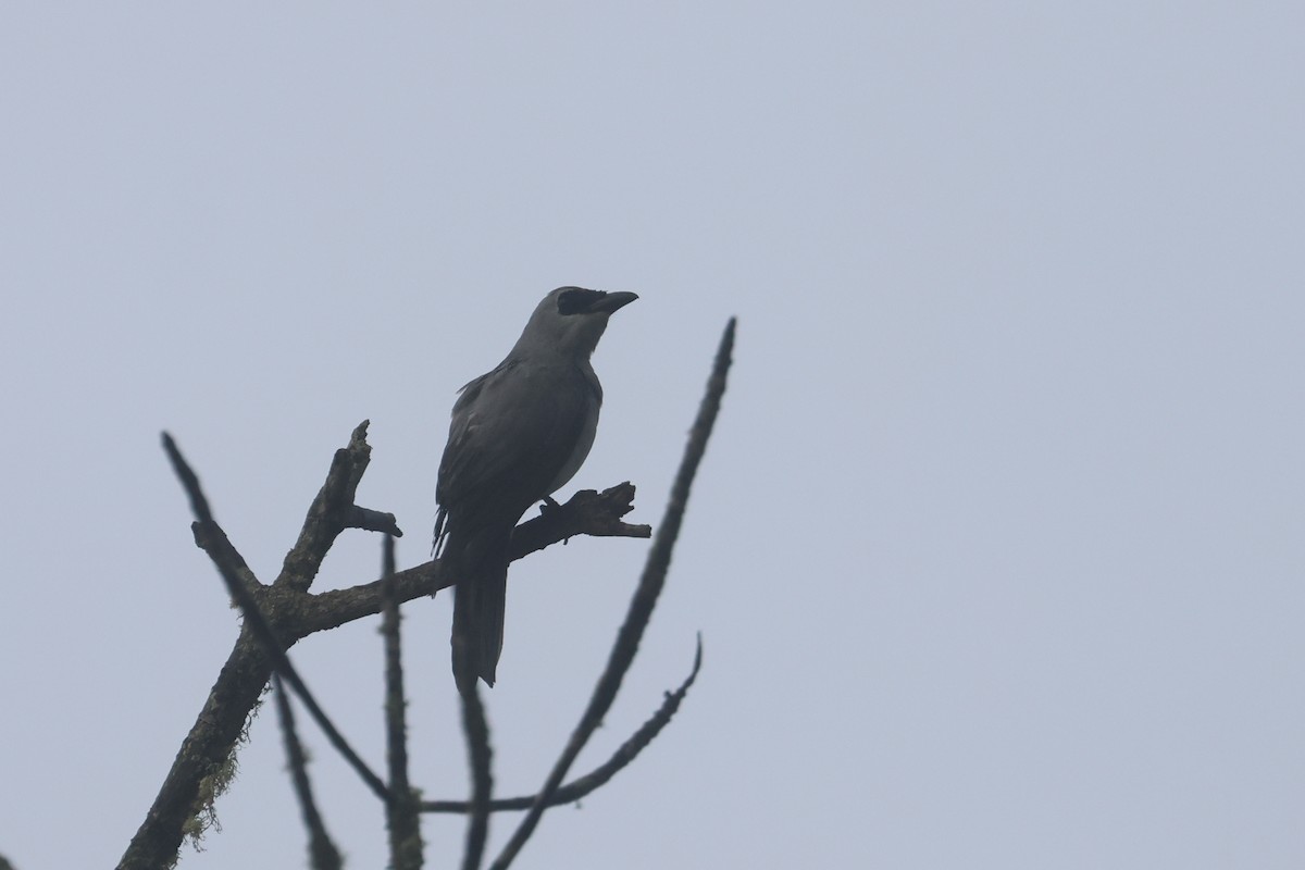 White-bellied Cuckooshrike - ML641481000