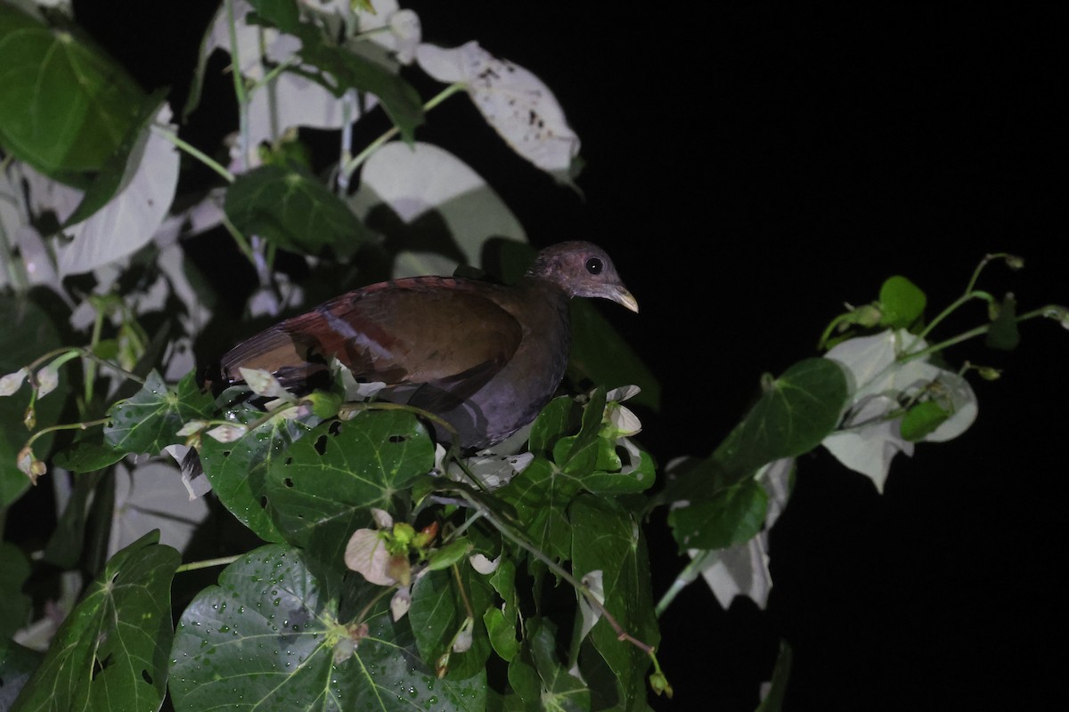 Moluccan Megapode - ML641481005