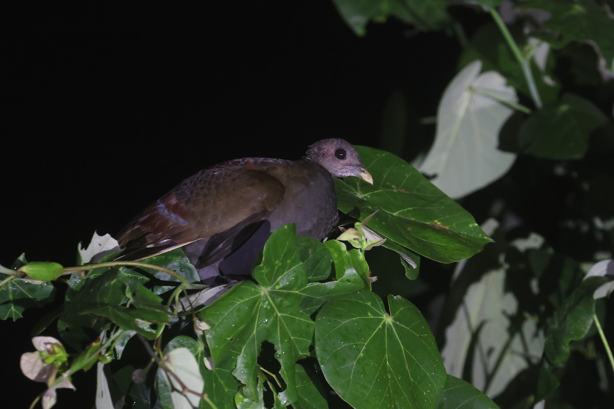 Moluccan Megapode - ML641481006