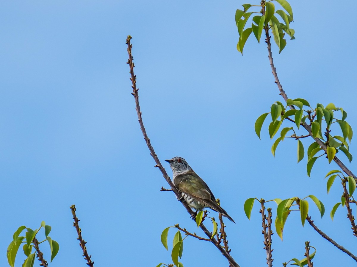 Little Bronze-Cuckoo - ML641481010