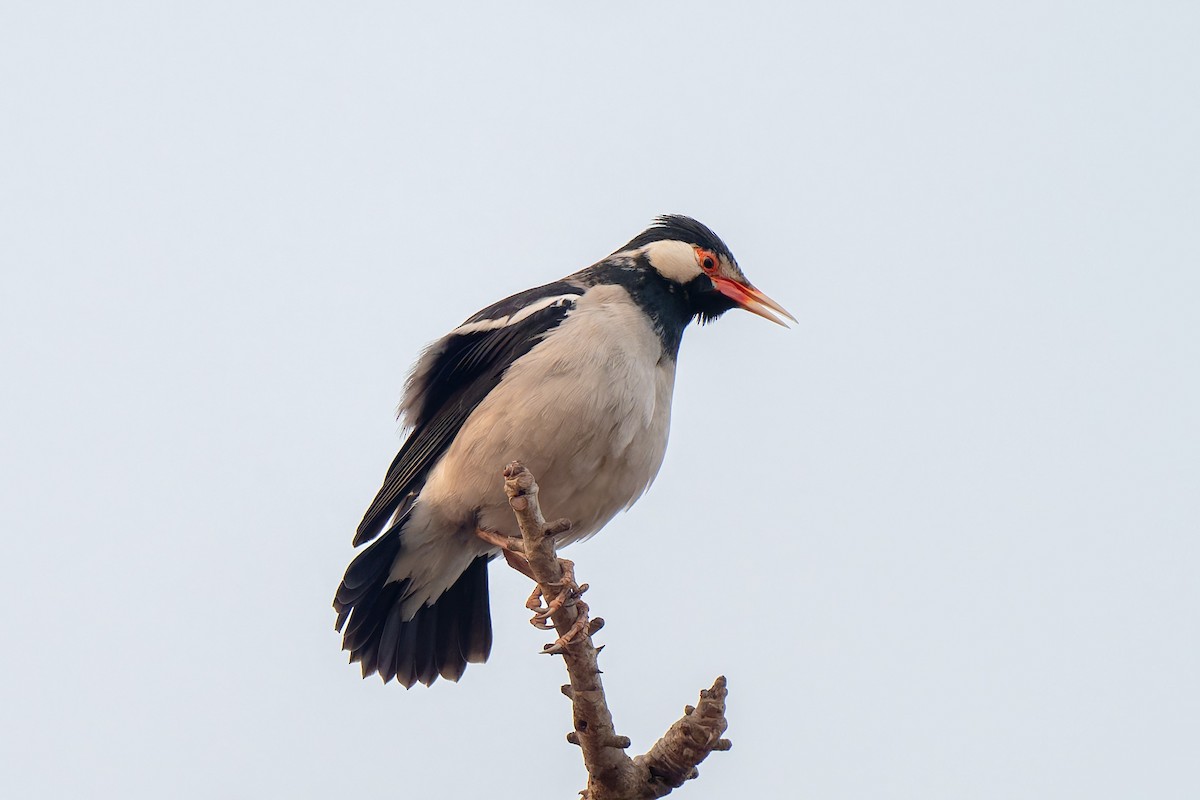 Indian Pied Starling - ML641481022