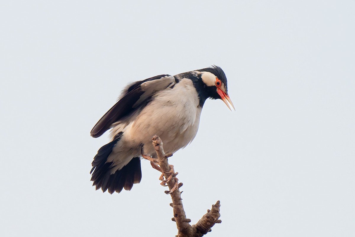Indian Pied Starling - ML641481027